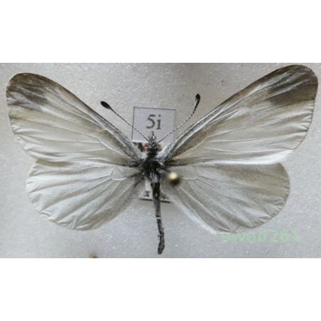 Leptidea sinapis (Linnaeus, 1758) Czech5i